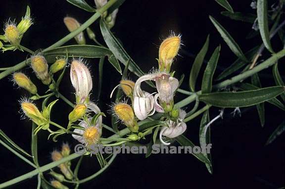 keckiella breviflora var glabrisepala 3 graphic